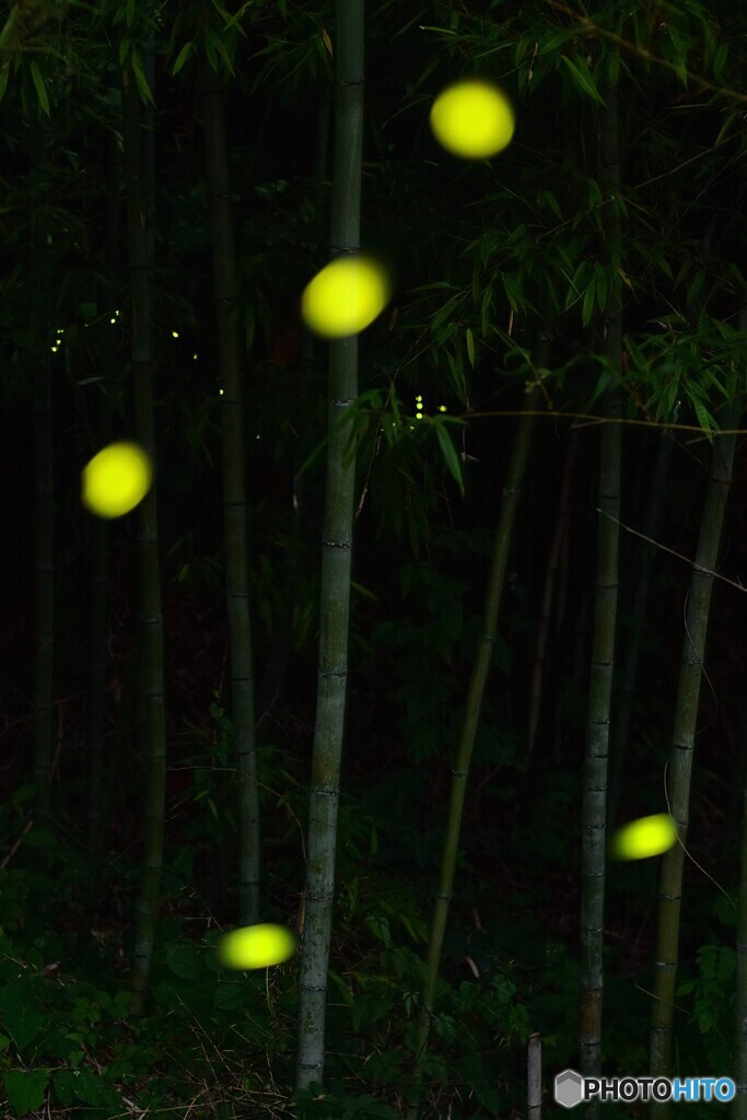 竹林の灯