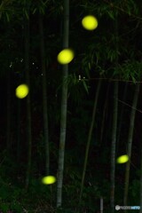 竹林の灯