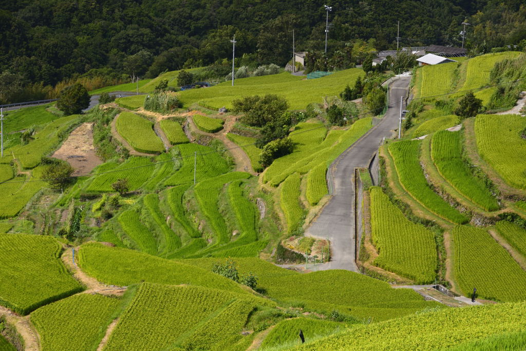 中山千枚田 ②