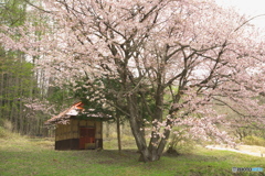 祠のある桜の木