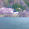 湖岸の桜