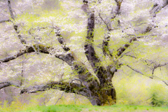 駒つなぎの桜
