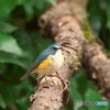 幸せの青い鳥