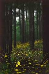 深山の灯火