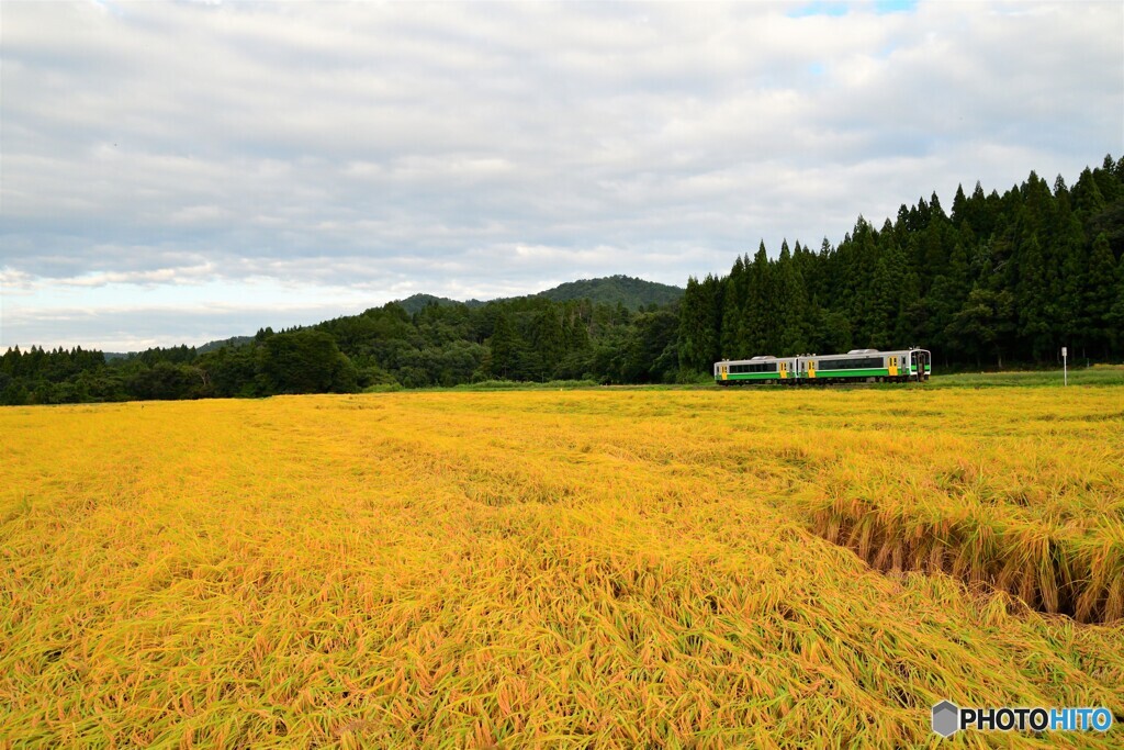 黄金色の秋