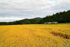 黄金色の秋