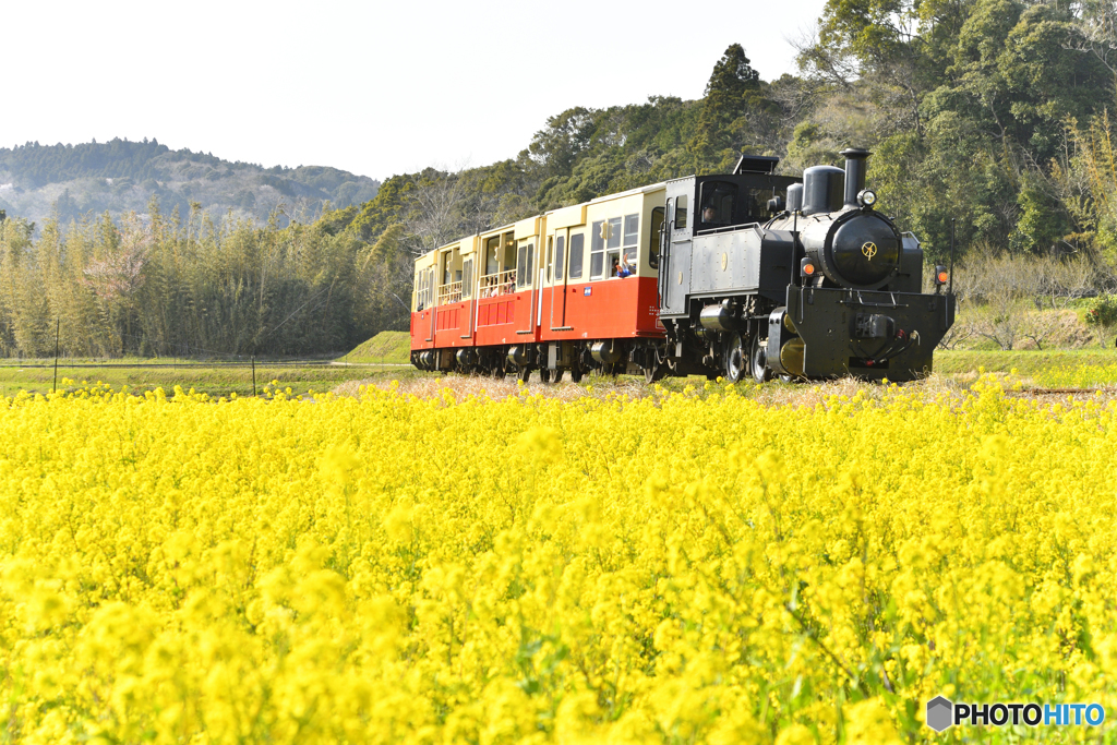 長閑な日和