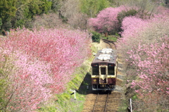 桃源郷への鉄路