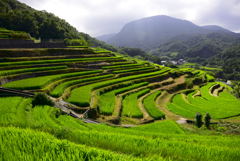 中山千枚田 ①