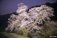 駒つなぎの桜・ライトアップ