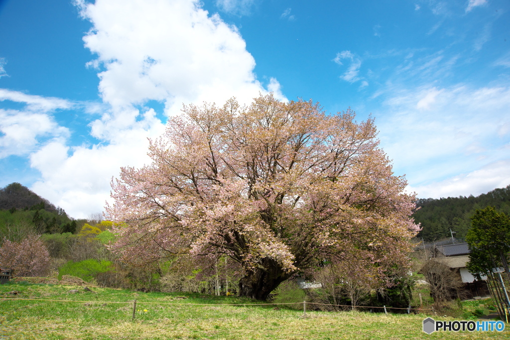 里山の一本桜