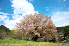 里山の一本桜