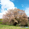 里山の一本桜