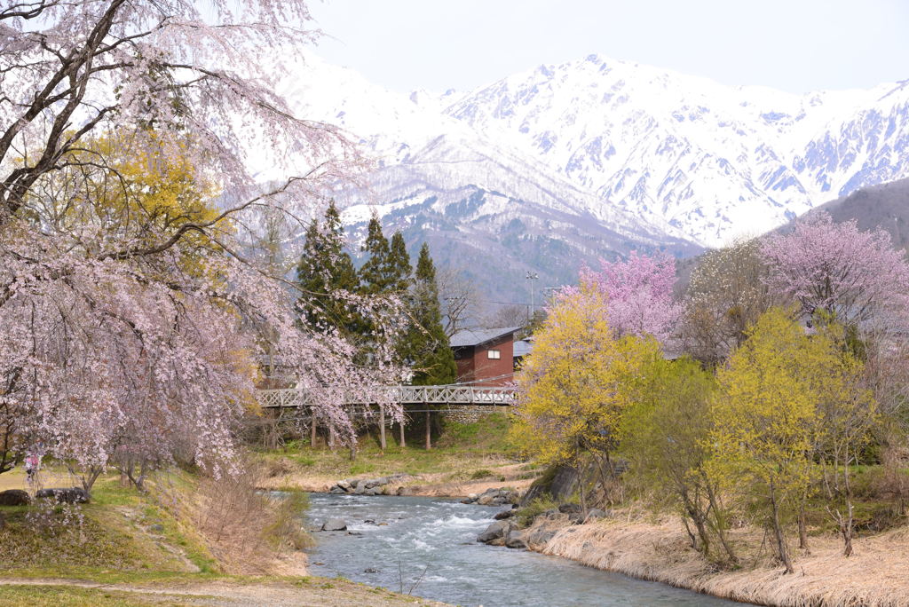 山麓の山桜