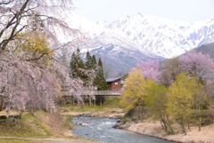 山麓の山桜