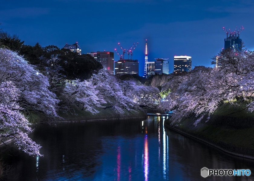 千鳥ヶ淵の夜