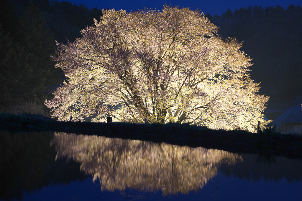 針山の天王桜