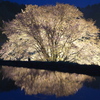 針山の天王桜