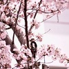 アカゲラと桜