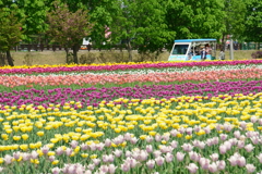上湧別チューリップ公園1
