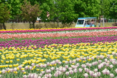 上湧別チューリップ公園1