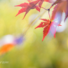 DSC05072-1