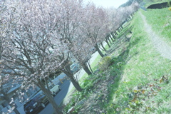 桜ロード