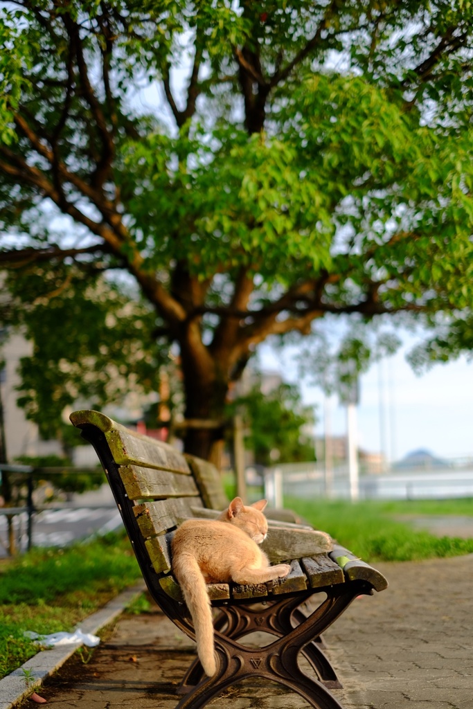 猫の睡眠