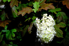 白い花