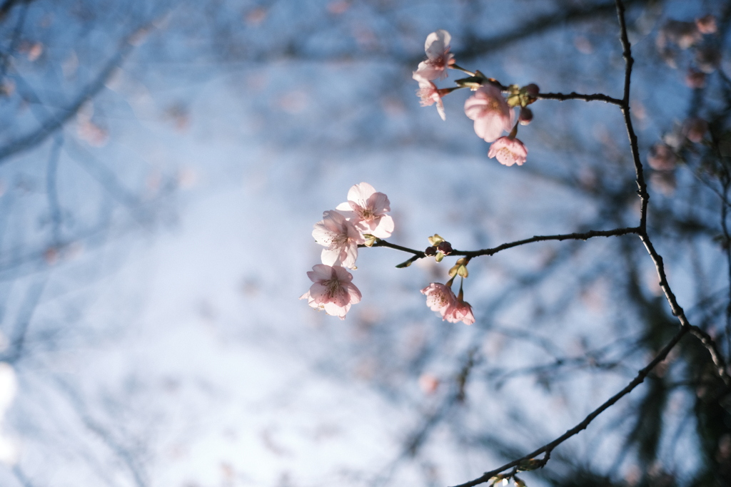 河津桜