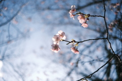 河津桜