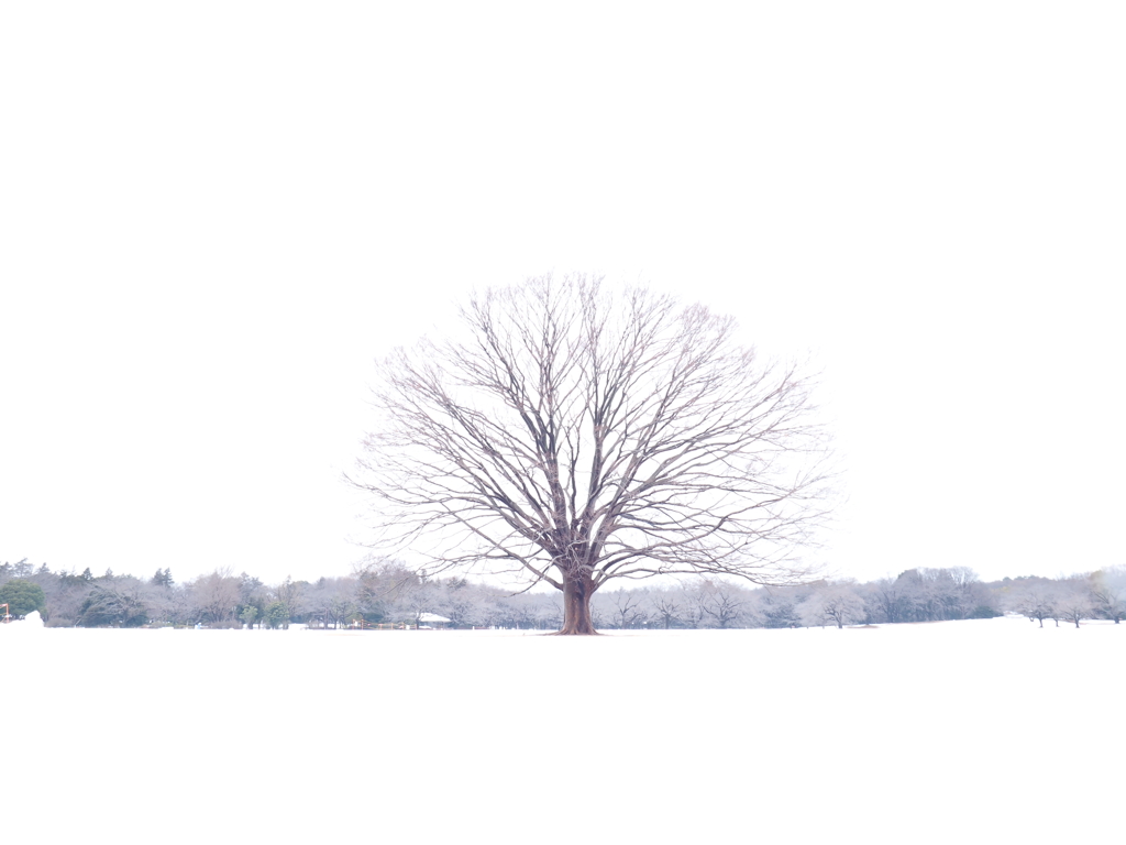 東京写真~雪国風~