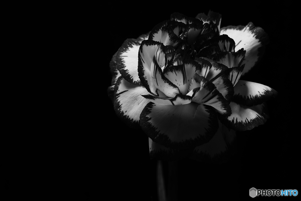 黒と白の花世界