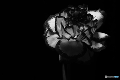 黒と白の花世界