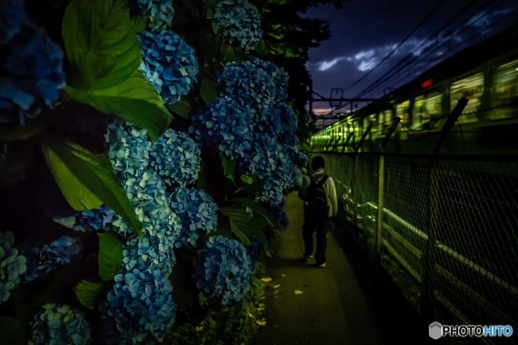 紫陽花路地