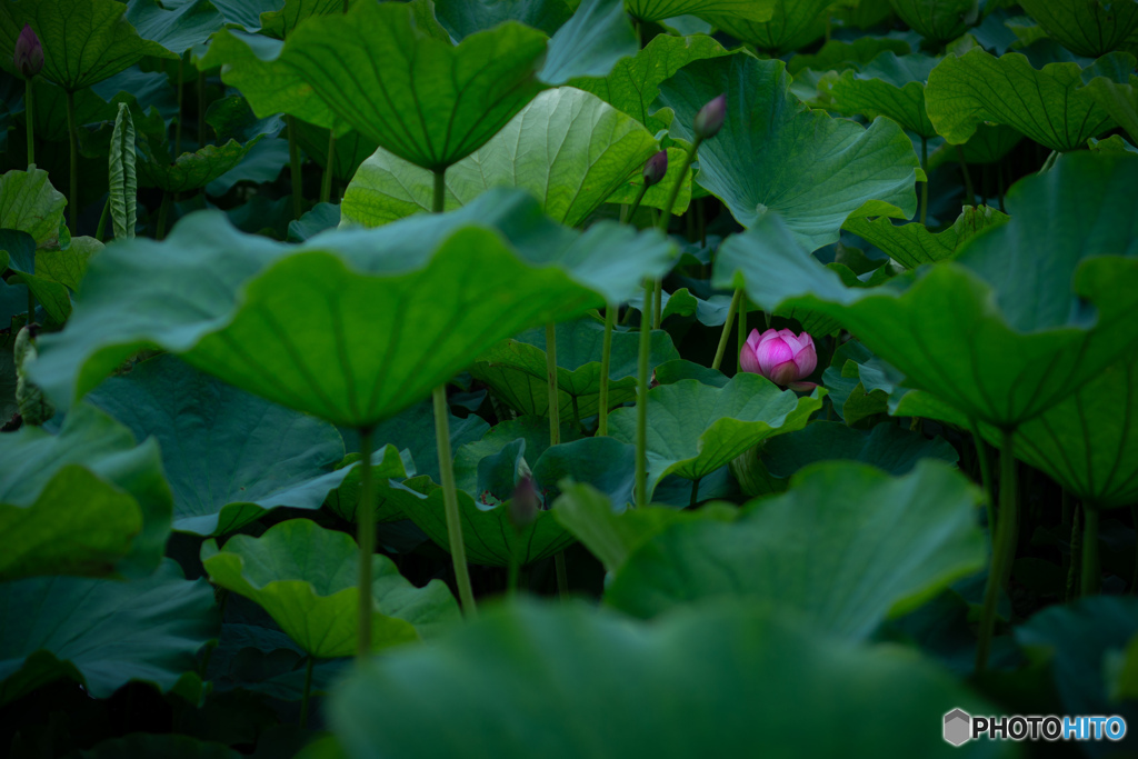隠れlotus