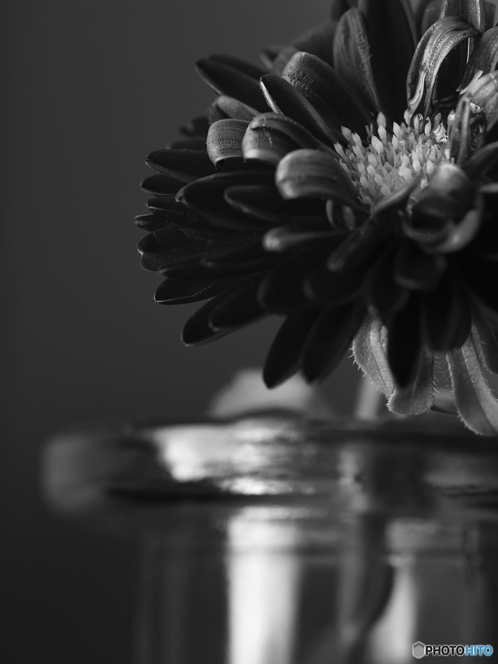 monochromeな花世界 一輪