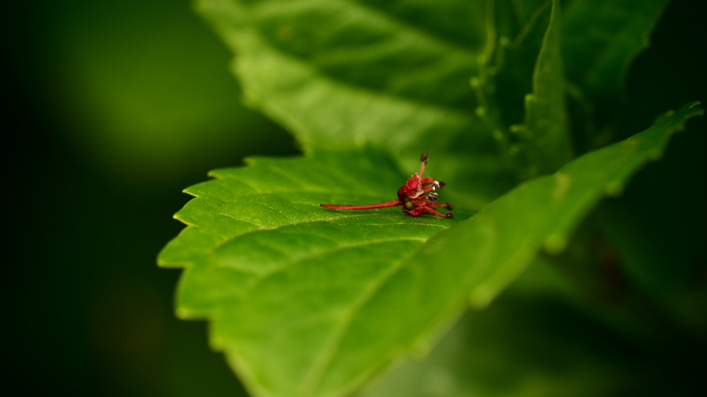 Cinematic Macro