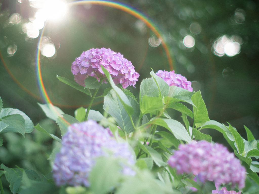 紫陽花をオールドレンズで