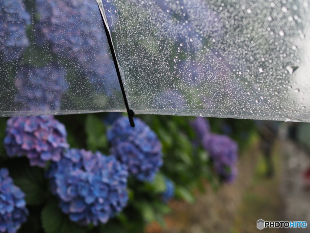 雨だから