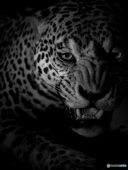 Leopard behind darkness