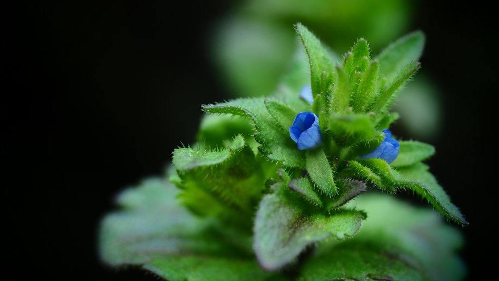 Cinematic Macro