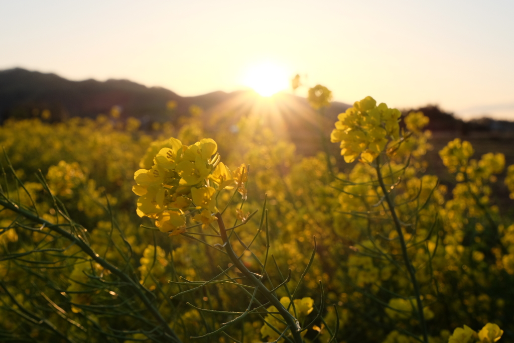 夕日と菜の花