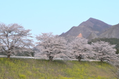 武甲山と桜