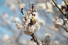 春のミツバチ