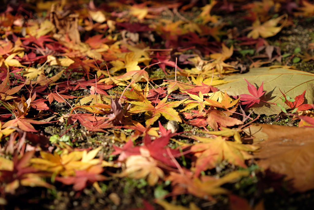 足元の紅葉