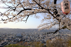 羊山公園と桜