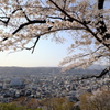 羊山公園と桜