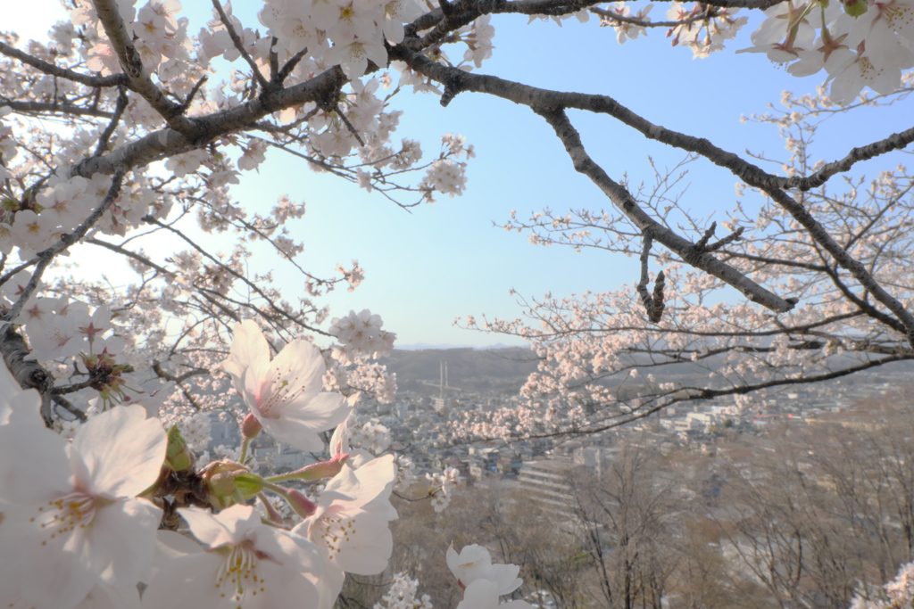羊山公園の桜２