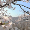 羊山公園の桜２
